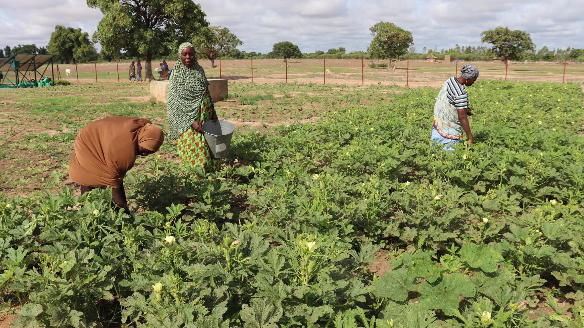 Burkina Faso : Le PUDTR Cultive la Résilience des Ménages Vulnérables Grâce aux Jardins Nutritifs